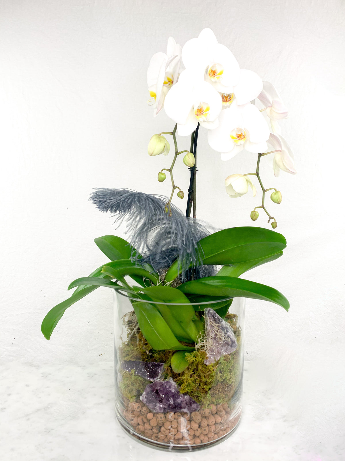 Orchid Terrarium