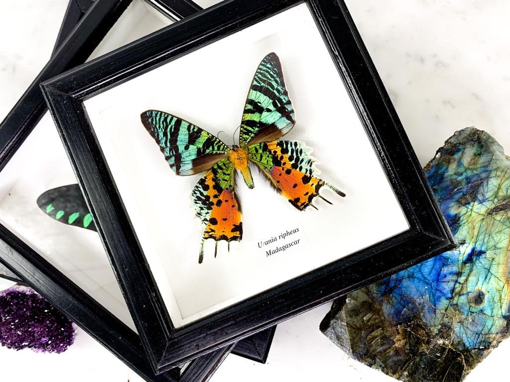Framed Elegant Butterfly Collection