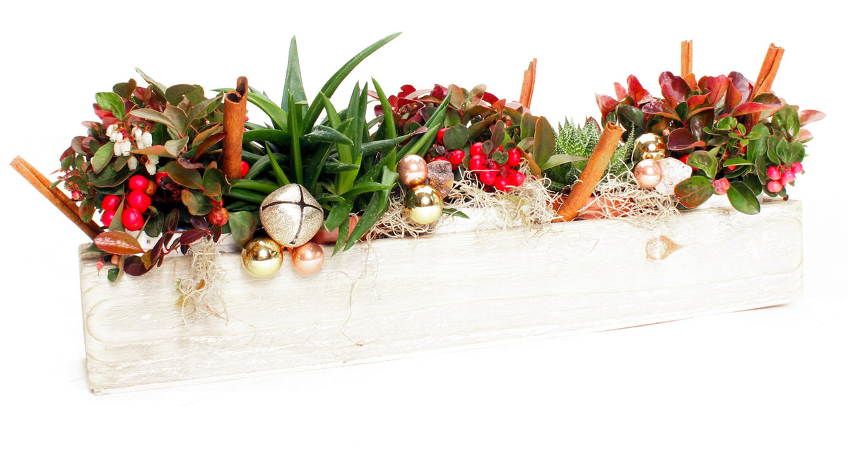 Holiday Succulent and Winterberry Planter
