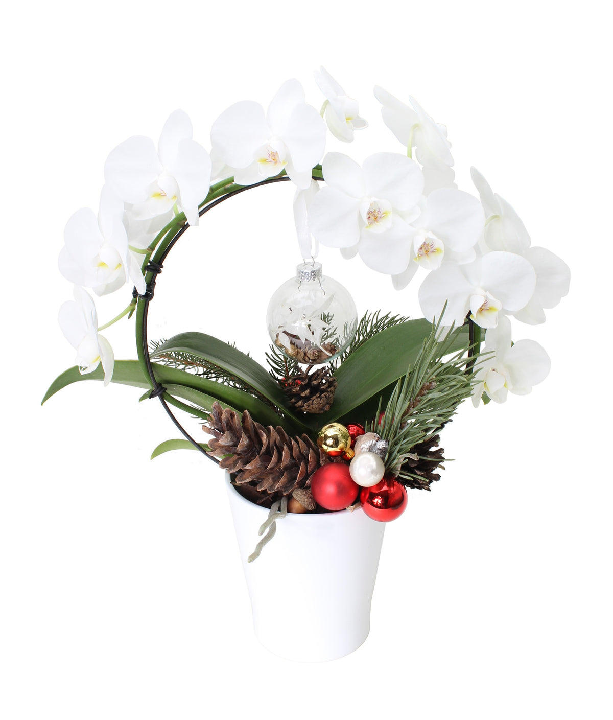 Winter White Halo Orchid