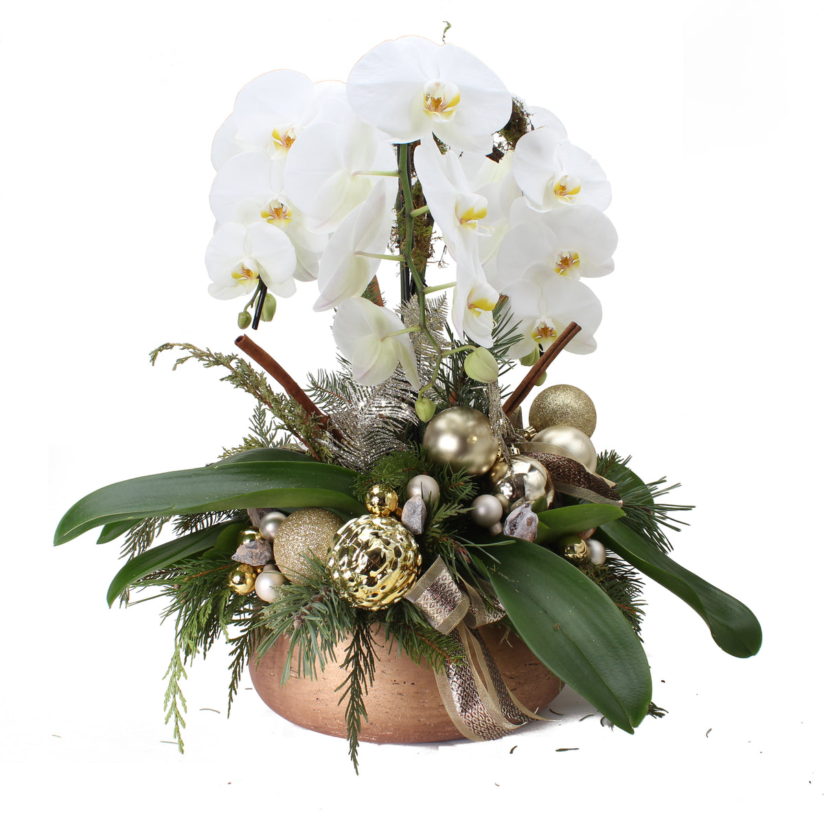 Premium Holiday Orchid Arrangement