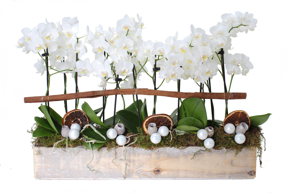 Mini Orchid Holiday Tablescape