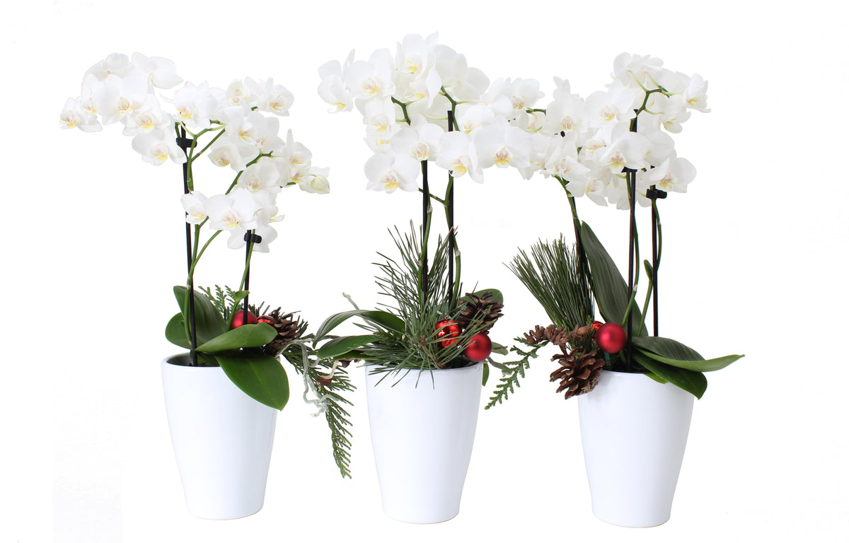 Holiday Orchid Trio Tablescape