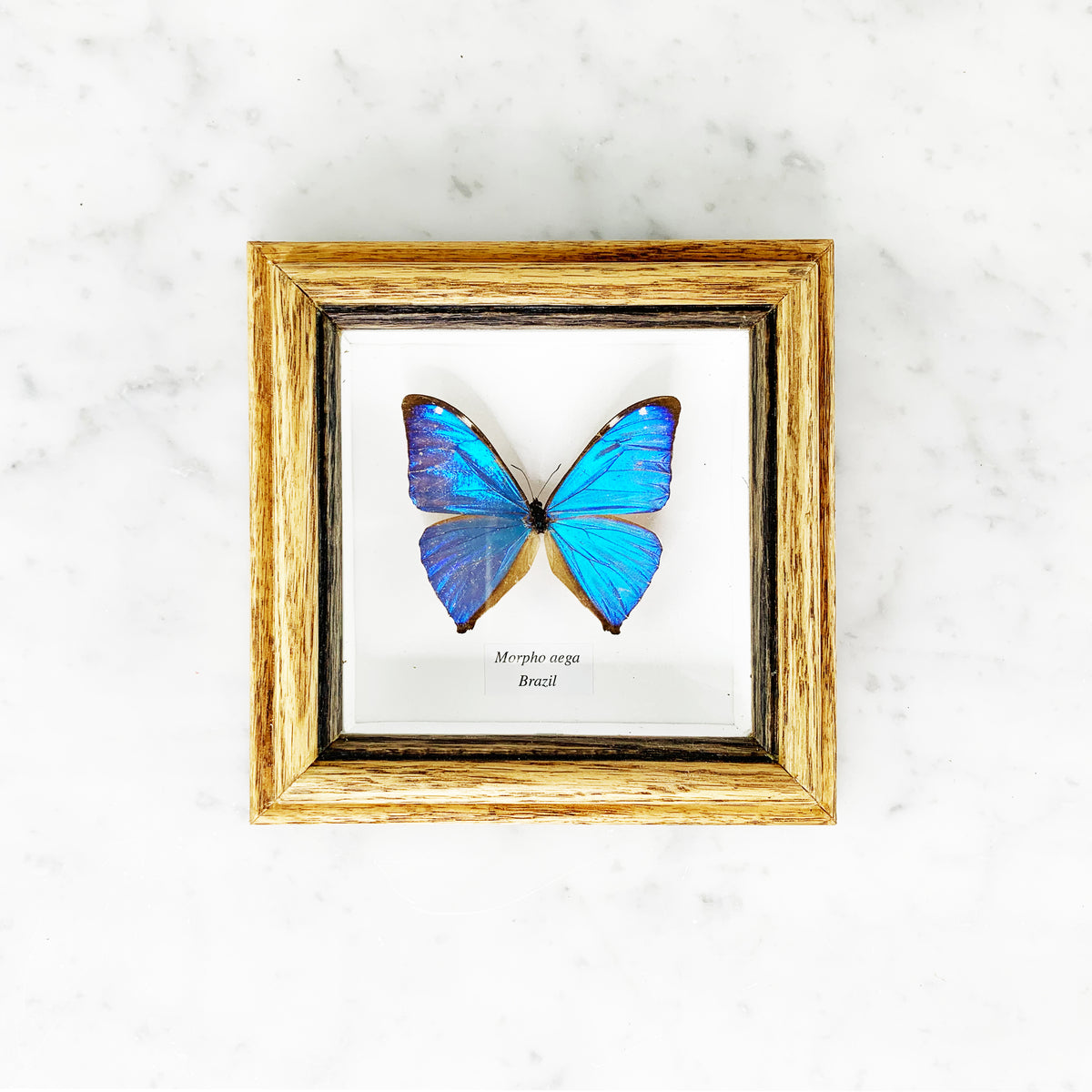 Framed Elegant Butterfly Collection