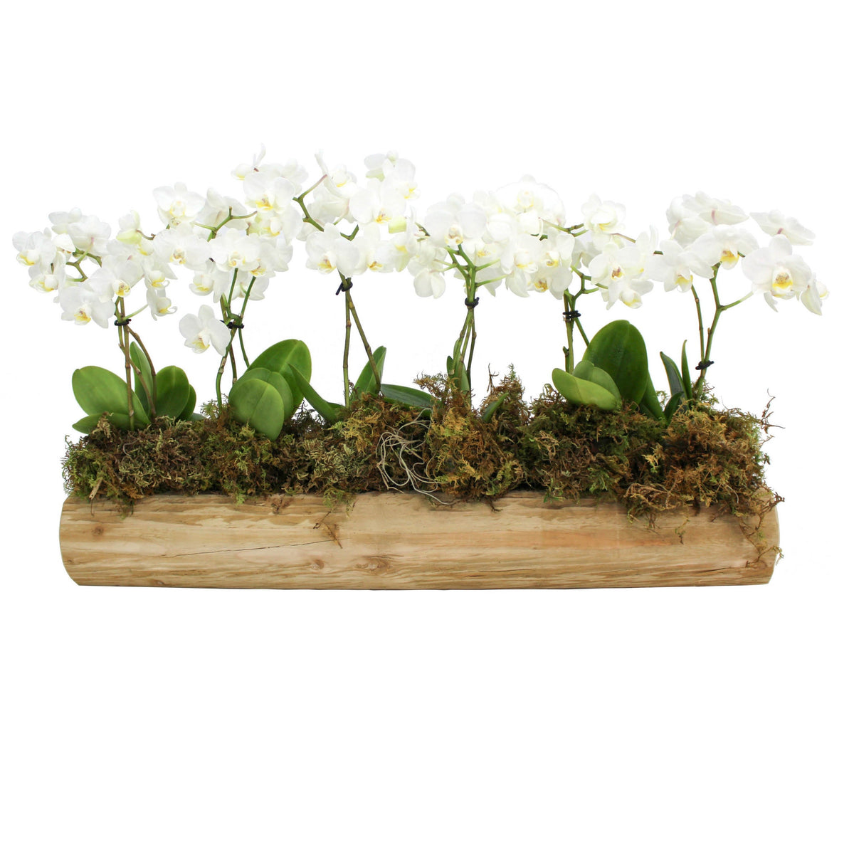 Mini Modern Orchid Tablescape